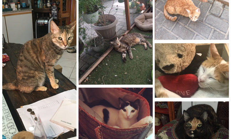 pet cargo, relocation, pets, dubai, malta, move country, change residence, cats